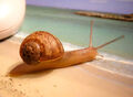 Thumbnail for version as of 10:41, March 22, 2014