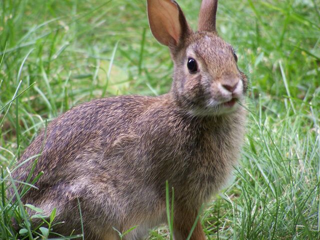 File:Rabbit.jpg