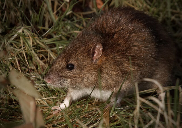 File:Rat.jpg