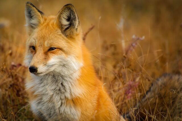 File:Fox.jpg