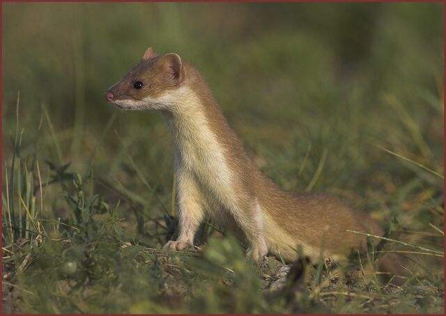 File:Weasel.jpg