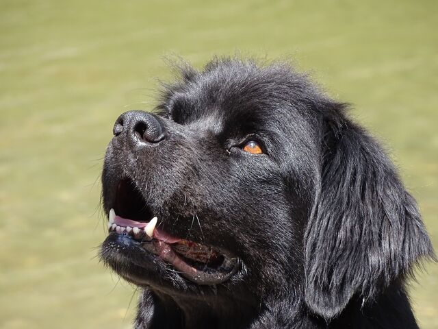 File:Water-Dog.jpg