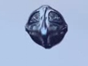 Wraith Probe