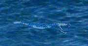 ColoClawFish