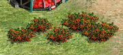 MujaFruitBush
