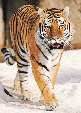 File:Tiger-info0.gif