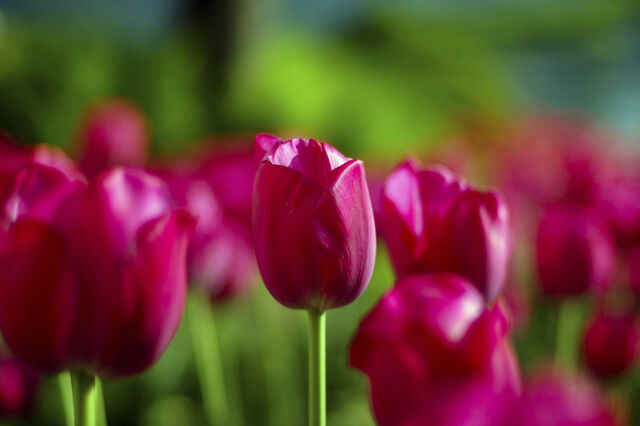 File:Tulipfield-1430.jpg