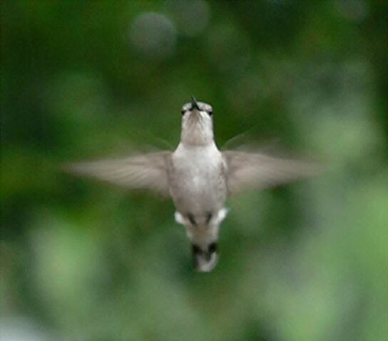 File:Hummingbird flight-9896.jpg
