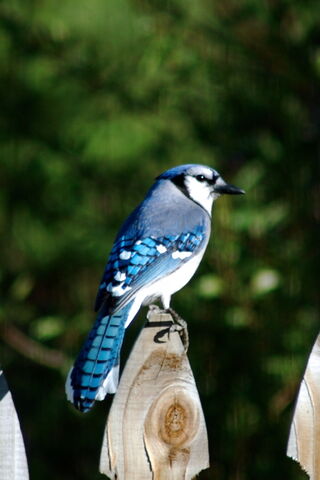 File:Bluejay-1320.jpg