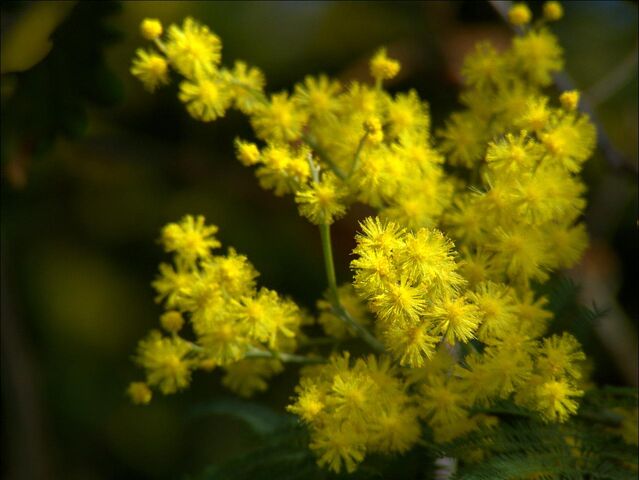 File:Mimosa+-Acacia+dealbata--866.jpg