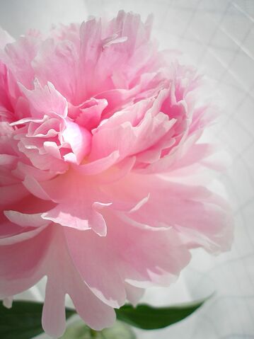 File:Peony-4840.jpg