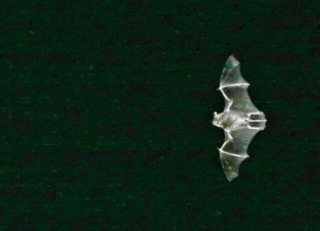 File:Bat in Flight-5095.jpg