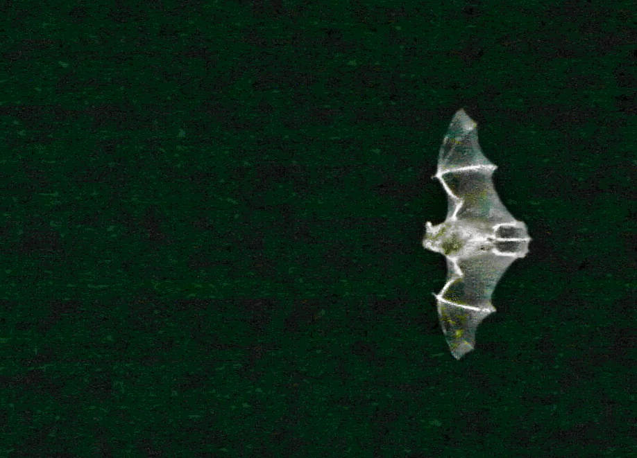 Bat Symbolism Wiki Fandom Powered By Wikia Bat Symbolism Wiki Fandom Powered By Wikia