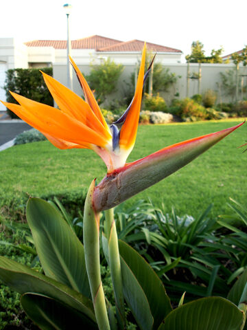 File:Bird+of+Paradise+flower-4079.jpg
