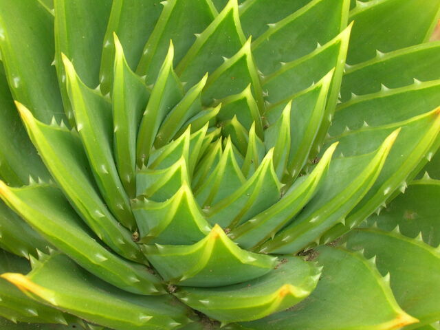 File:Aloe-2379.jpg
