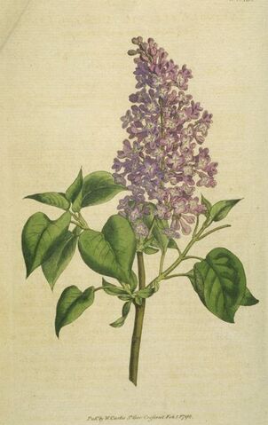 File:Common-Lilac.jpg