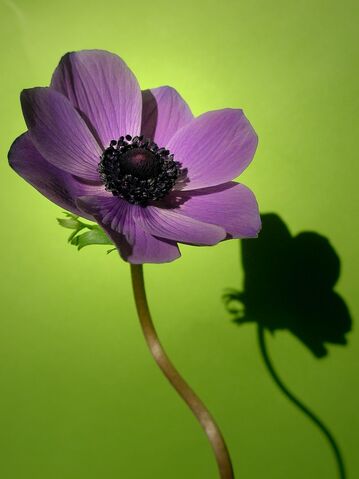File:Purple+anemone-6867.jpg