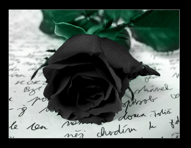 File:Black rose.png