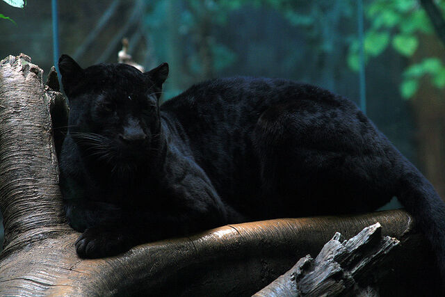 File:Panther-9585.jpg