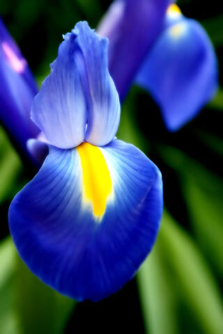 File:Blueiris-2031.jpg