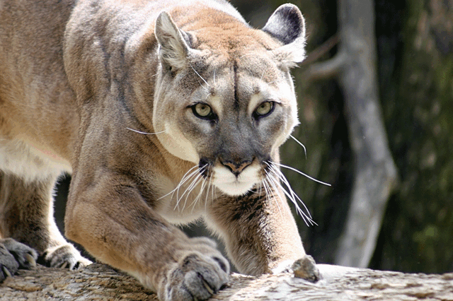 File:Cougar.gif
