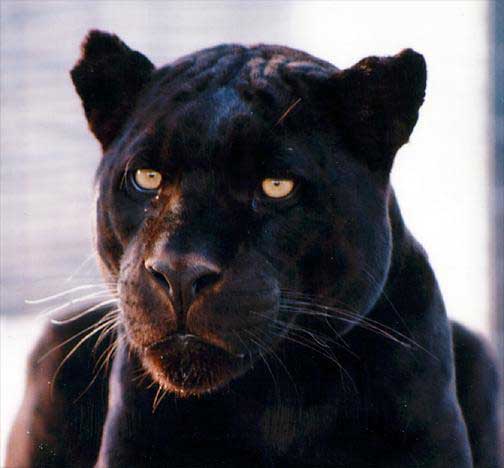 File:Blackjaguar big.jpg