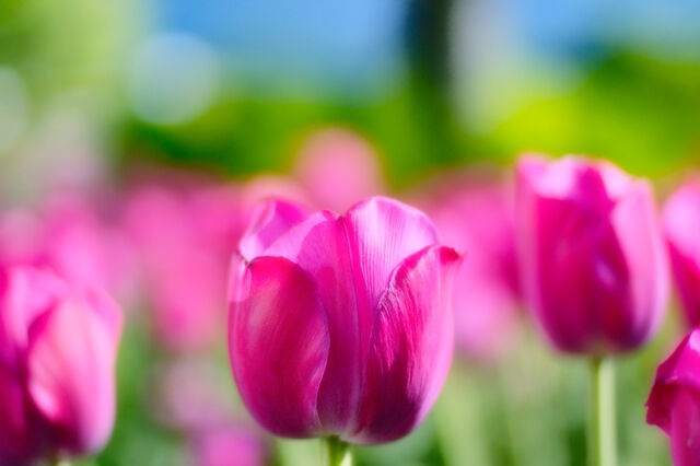 File:Girly pink tulips-3523.jpg
