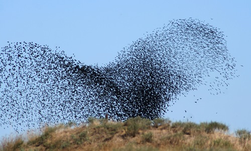 File:Birds like one bird.jpg