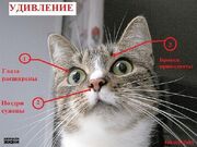 Удивление