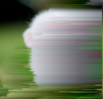 Plik:BabyHammy1.5.jpg