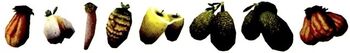 Fruittypes