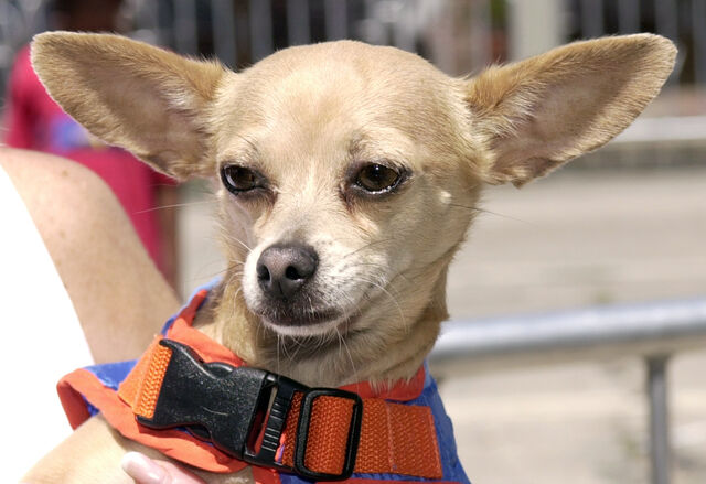 File:090722-gidget-taco-bell-hmed-9a.jpg