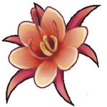Red Saffron