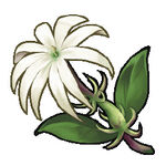 Jasmine