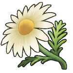 Chamomile