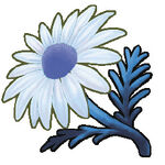 Blue Chamomile