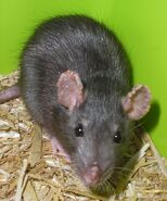 Ratten uitroeien