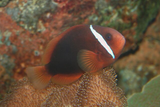 File:Tomato clownfish Amphiprion frenatus.jpg