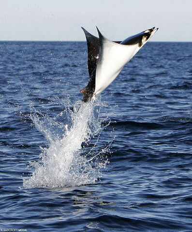 File:MantaRay.jpg