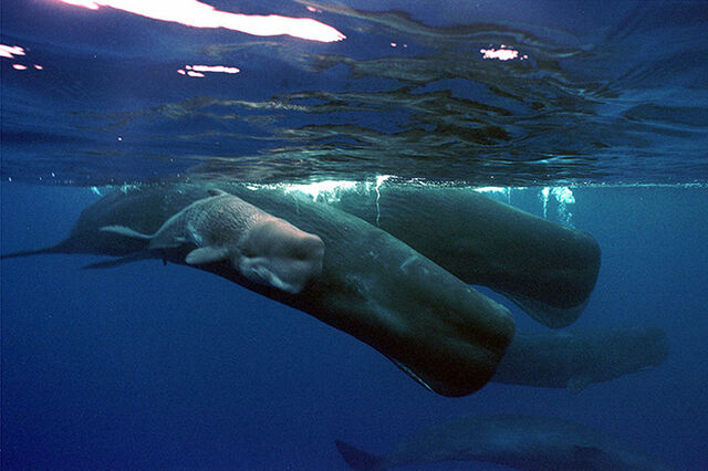 File:SpermWhale.jpg