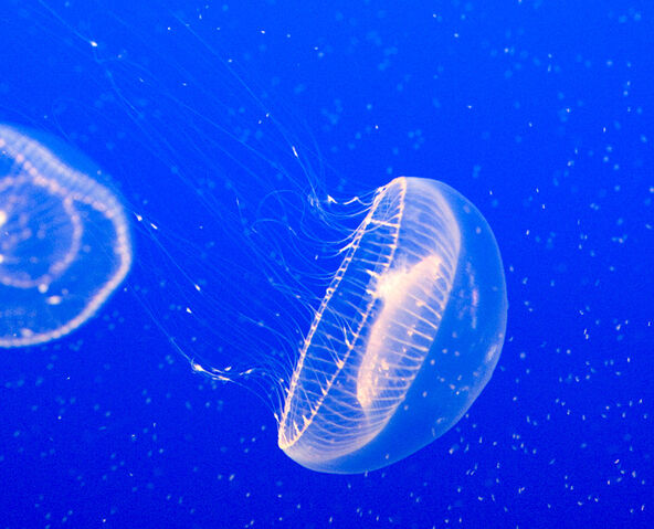 File:NeonJellyfish.jpg