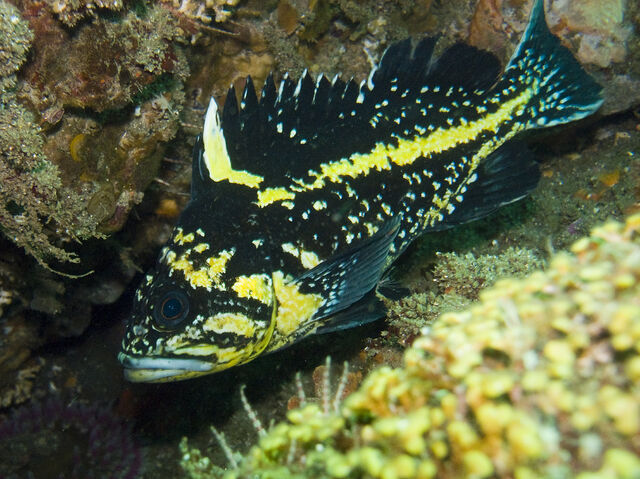 File:ChinaRockfish.jpg