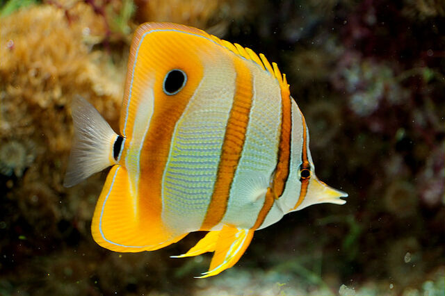 File:CopperbandButterfly.jpg