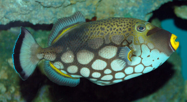 File:ClownTriggerfish.jpg