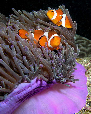File:479px-Anemone purple anemonefish.jpg
