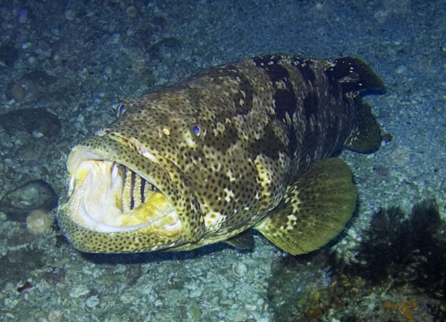File:Grouper.jpg