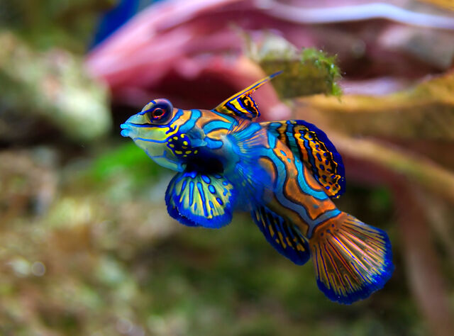 File:MandarinDragonet.jpg