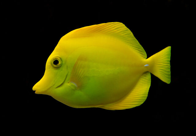 File:YellowTang.jpg