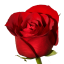 Craftitude ingredient rose
