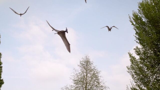 File:Pteranodons.jpg